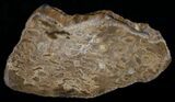 Osmunda Petrified Wood Slice - Jurassic #6298-1